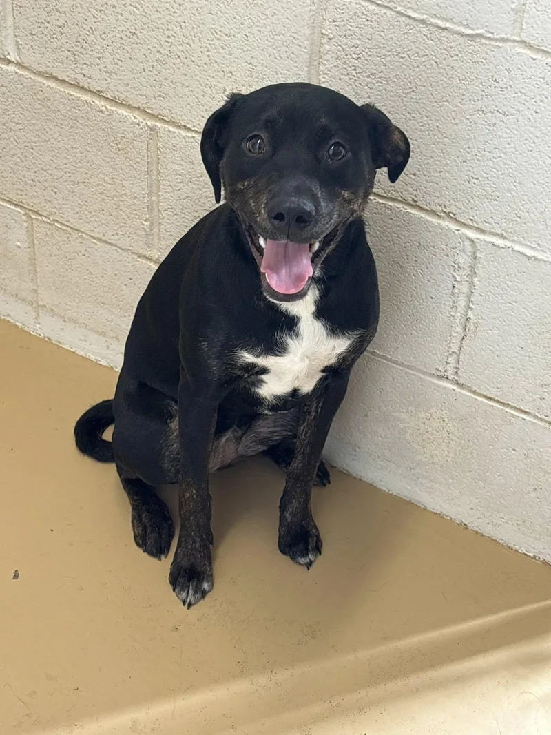 An adult medium-sized female Black Labrador Retriever dog named Unknown for adoption in Clyde, TX
