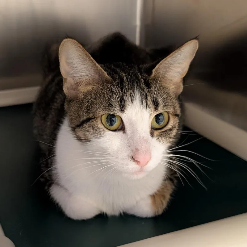 An adult medium-sized female Brown / Chocolate Domestic Short Hair cat named Lumen for adoption in Toledo, OH