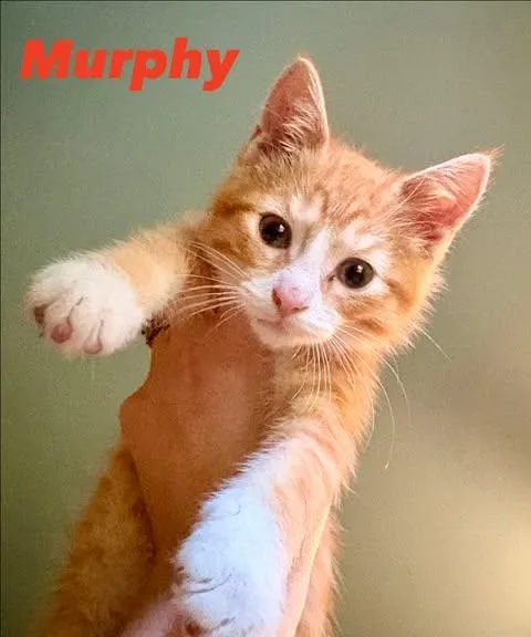 A baby small-sized male Orange & White Domestic Short Hair cat named Murphy for adoption in Davison, MI