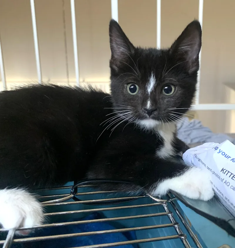 A baby small-sized female Black & White / Tuxedo Domestic Short Hair cat named Barrett for adoption in Burbank, CA