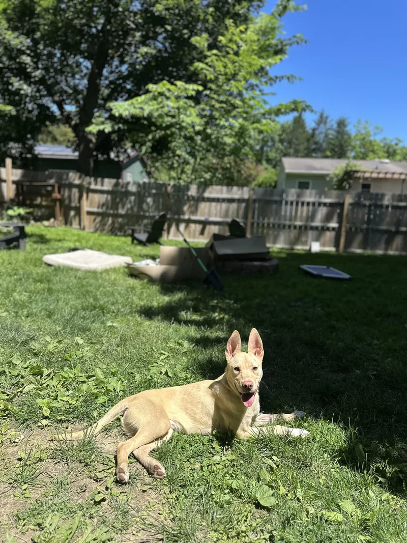 A baby medium-sized male Husky dog named Calvin for adoption in Pittsburgh, PA