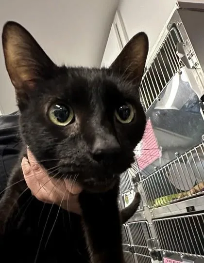 An adult medium-sized male Domestic Short Hair cat named Plankton for adoption in Lafayette, IN