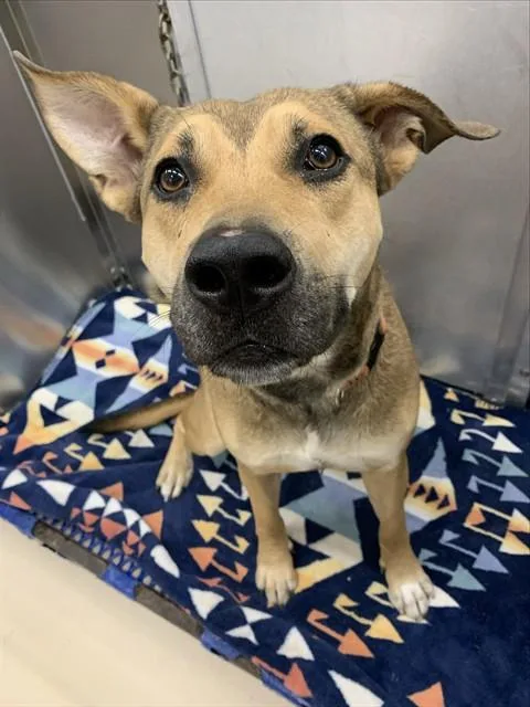 A young large-sized female German Shepherd Dog dog named Harley for adoption in Fairbanks, AK