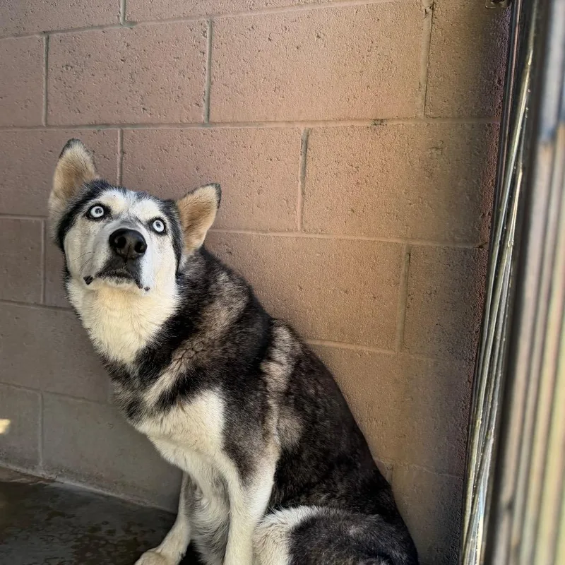 An adult large-sized female Black Husky dog named Vira for adoption in Yuma, AZ