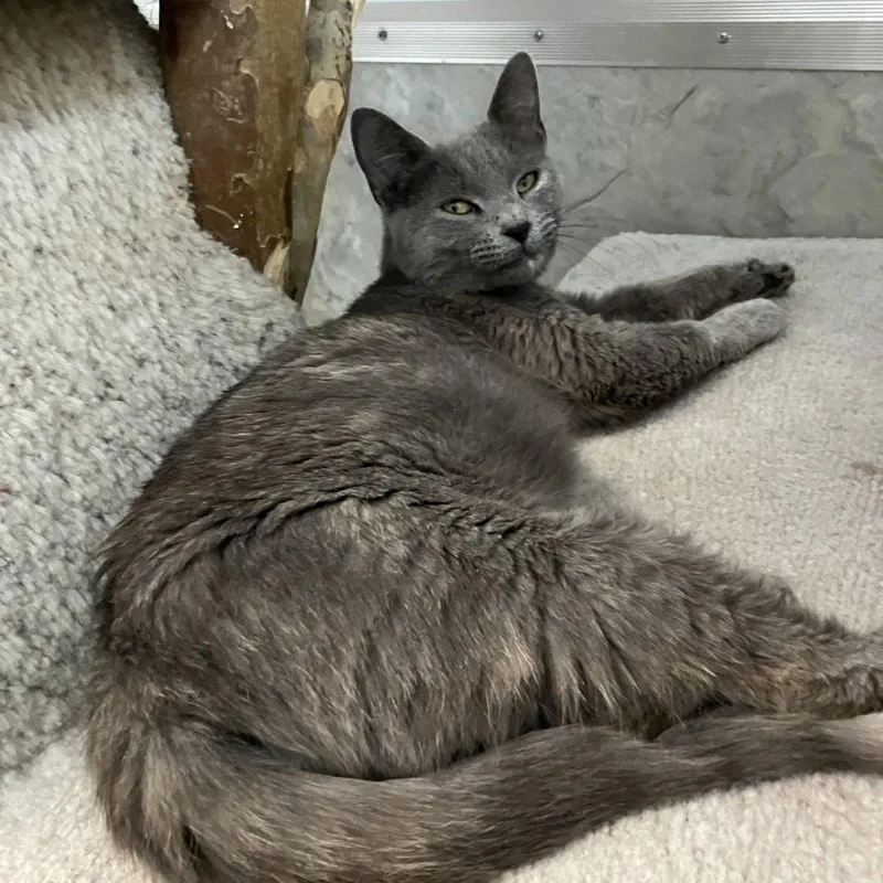 An adult medium-sized female Dilute Tortoiseshell cat named Pluto for adoption in Dublin, OH