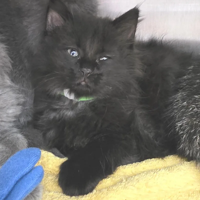 A baby small-sized female Black Domestic Medium Hair cat named Paris for adoption in Fort Wayne, IN
