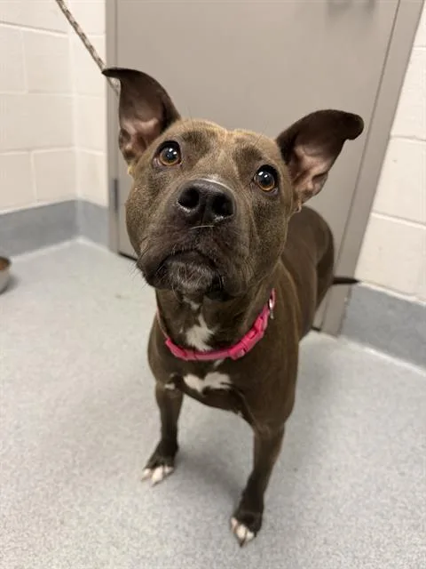 An adult medium-sized female Pit Bull Terrier dog named Ivy for adoption in Indianapolis, IN