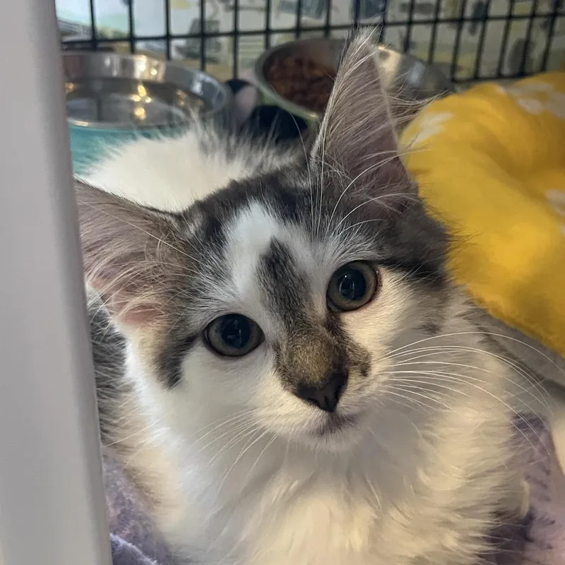 A baby small-sized male Domestic Short Hair cat named Basket Toss for adoption in Chicago, IL