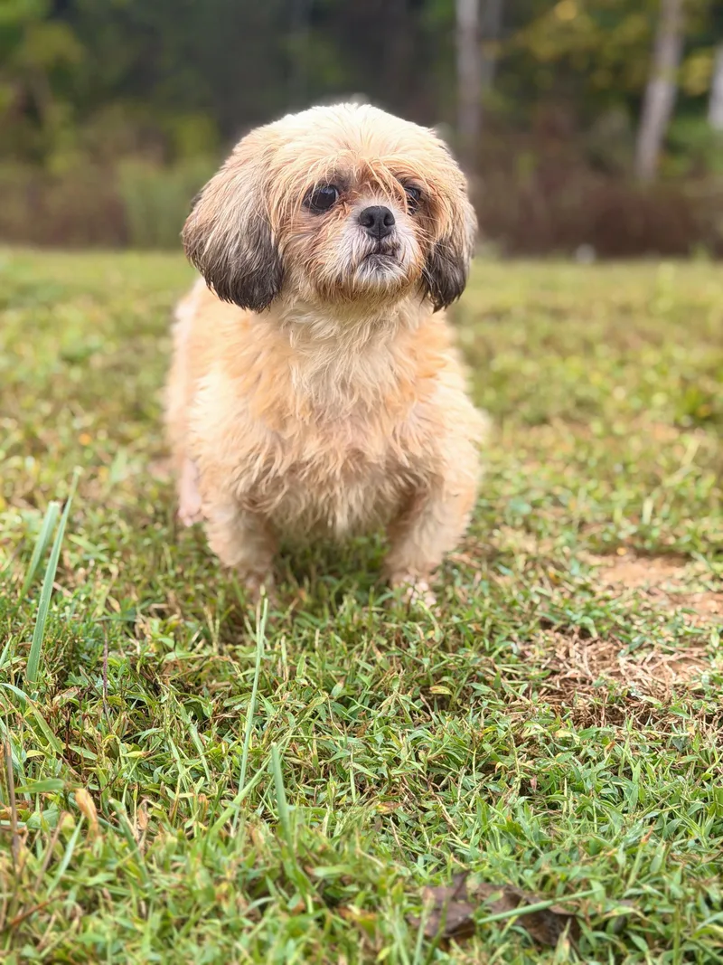 An adult small-sized female Apricot / Beige Shih Tzu dog named Marilyn Transport for adoption in Gradyville, KY