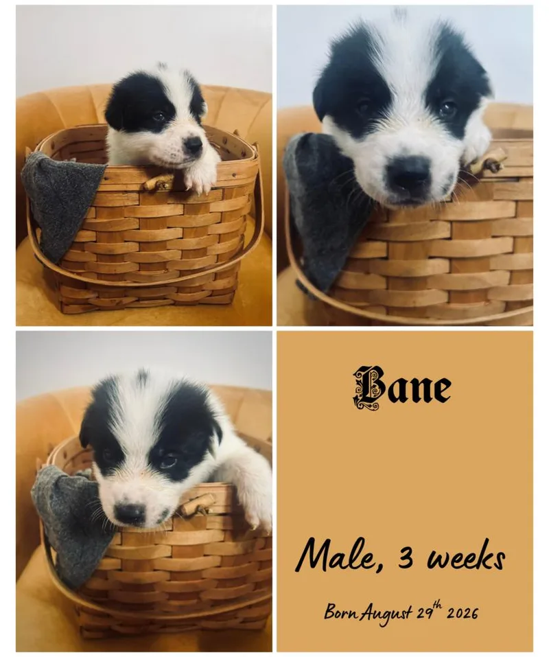 A baby small-sized male Border Collie dog named Bane for adoption in Milton, FL