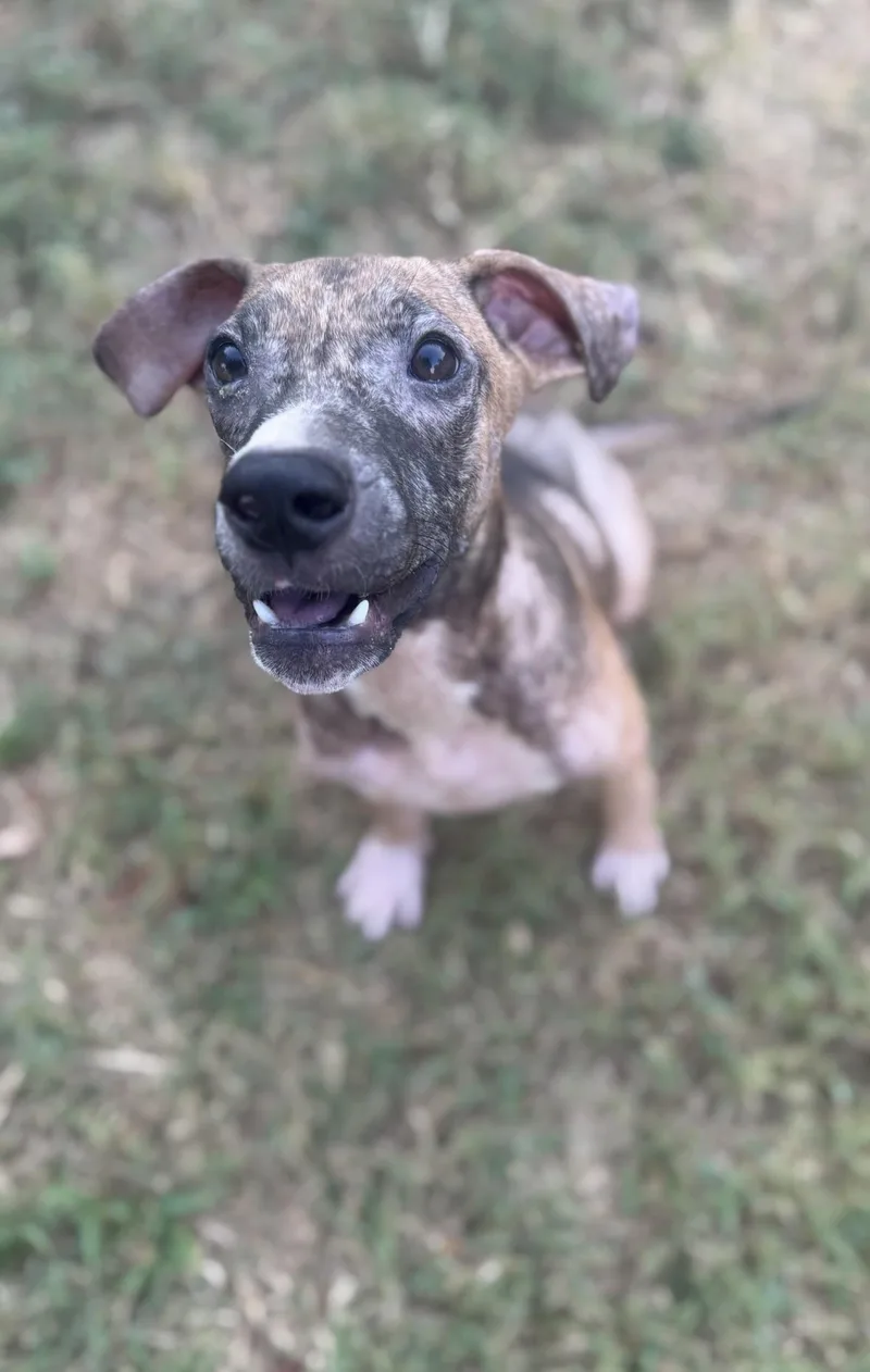 A young medium-sized male Bicolor German Shepherd Dog dog named Bandit for adoption in Cushing, OK