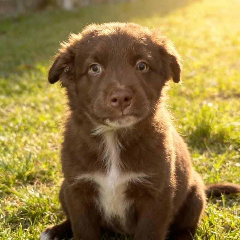 A baby medium-sized male Australian Shepherd dog named Peter Parker for adoption in Queen Creek, AZ