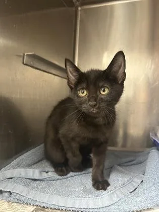 A baby medium-sized male Domestic Short Hair cat named Milan for adoption in Houston, TX