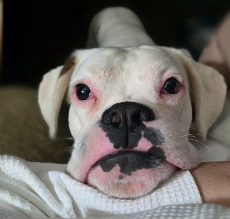 Swayze thumbnail 2