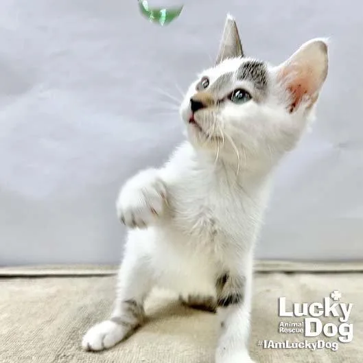 A baby medium-sized male Gray & White Domestic Short Hair cat named Obi Wan for adoption in Washington, DC