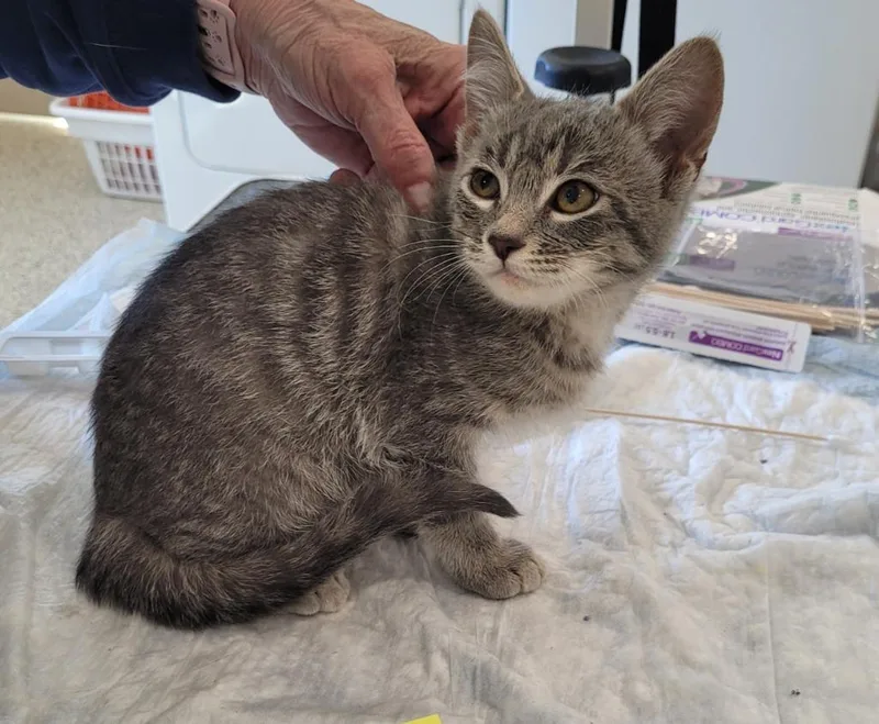 A baby small-sized female Domestic Medium Hair cat named Tibbs for adoption in Grand Rapids, MN