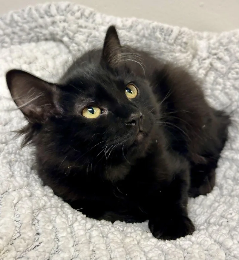 A baby medium-sized female Black Maine Coon cat named Luna for adoption in Phoenix, AZ