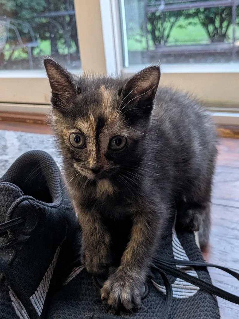 A baby medium-sized female Dilute Calico cat named Lily for adoption in Columbia, MD