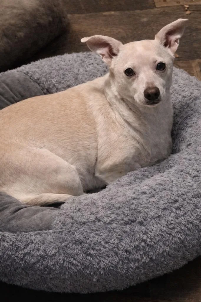 A senior small-sized female Chihuahua dog named Malachi & Ozo for adoption in Princeton, MA