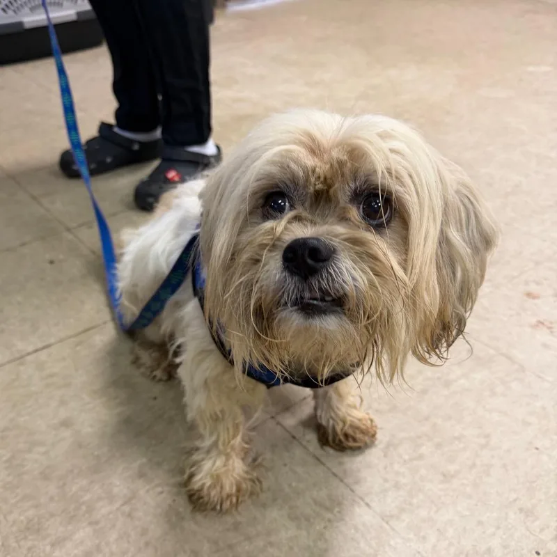 An adult small-sized male Shih Tzu dog named Carrington for adoption in Birmingham, AL