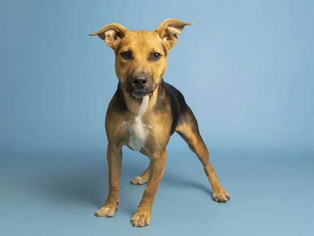 A young small-sized female German Shepherd Dog dog named Gingy for adoption in Phoenix, AZ