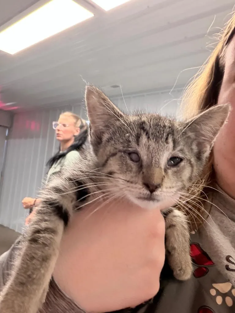 A baby small-sized female Domestic Short Hair cat named Latte for adoption in Pierceton, IN
