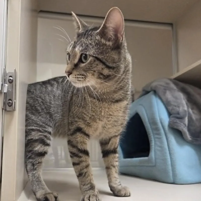 A young medium-sized male Gray / Blue / Silver Domestic Short Hair cat named Maverick for adoption in Ballston Spa, NY