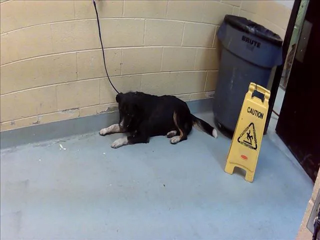 An adult large-sized male Australian Shepherd dog named Baxter for adoption in Tulsa, OK