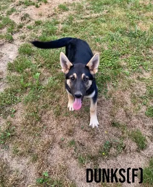 A baby medium-sized female Shepherd dog named Dunks for adoption in Pembroke, MA