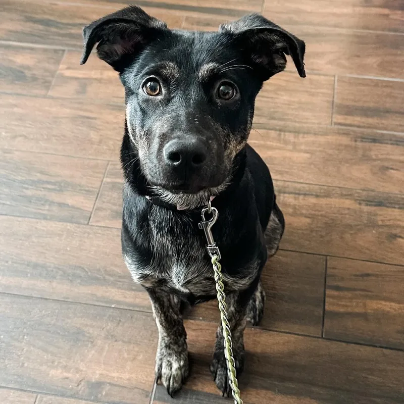 Snickerdoodle thumbnail 2