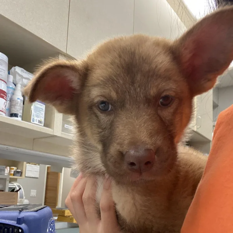 A baby small-sized female Shepherd dog named WAGSStray for adoption in Westminster, CA