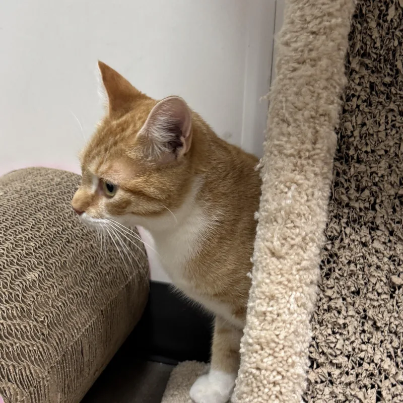 A baby medium-sized male Tabby (Orange / Red) Domestic Short Hair cat named Cheeseit Indoor Only for adoption in Stockton, CA