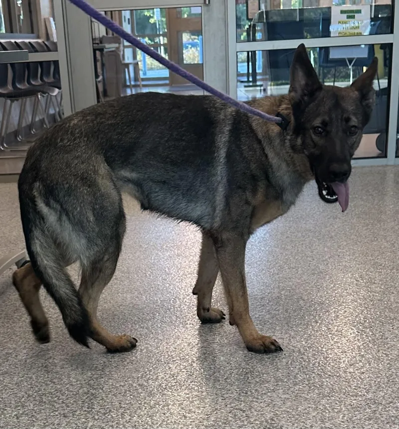 A young large-sized female Sable German Shepherd Dog dog named Daisy for adoption in Manassas, VA