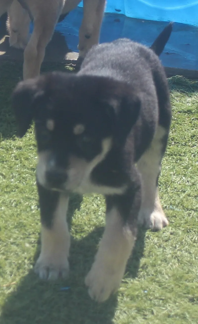 Chloe