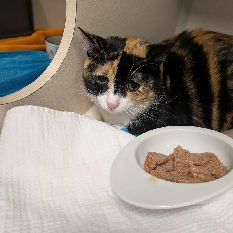 An adult large-sized female White Domestic Short Hair cat named Margo for adoption in Westhampton, NY