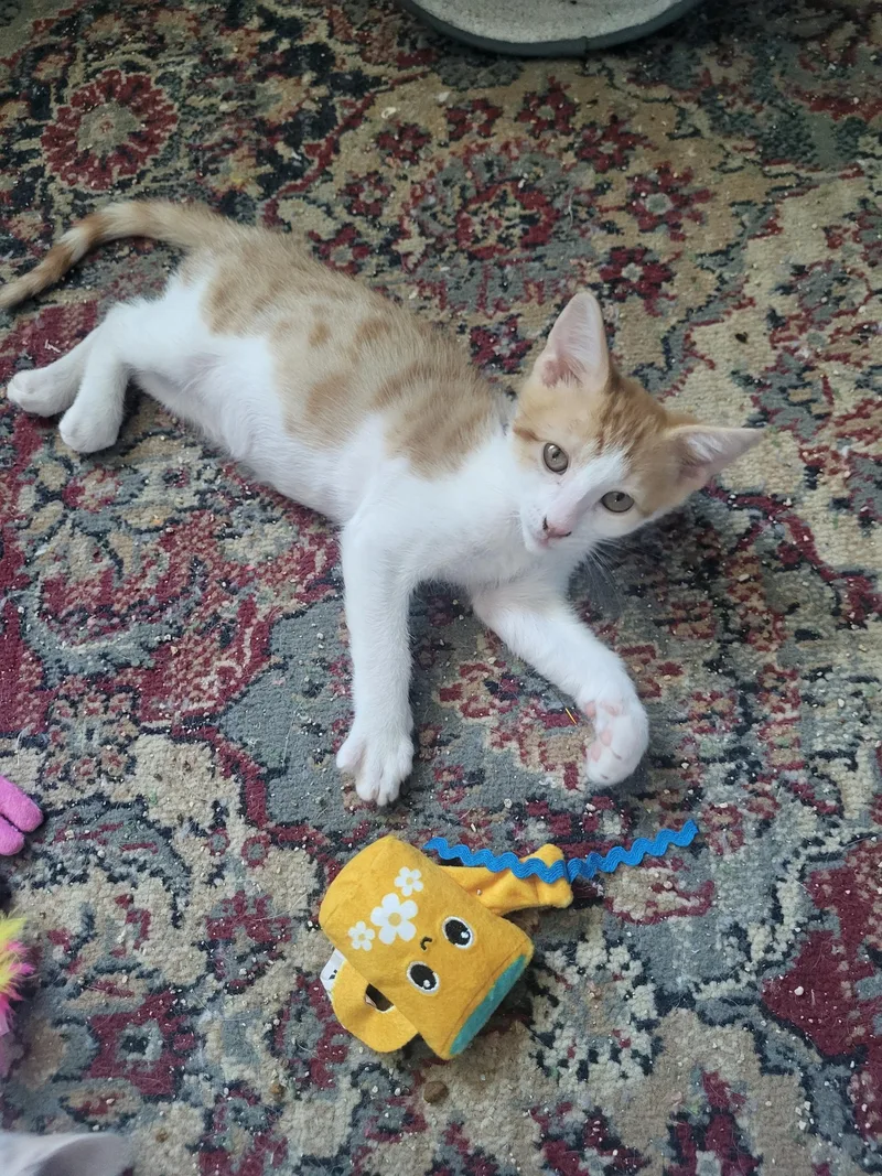 A baby small-sized male Domestic Short Hair cat named Colby for adoption in Rio Linda, CA