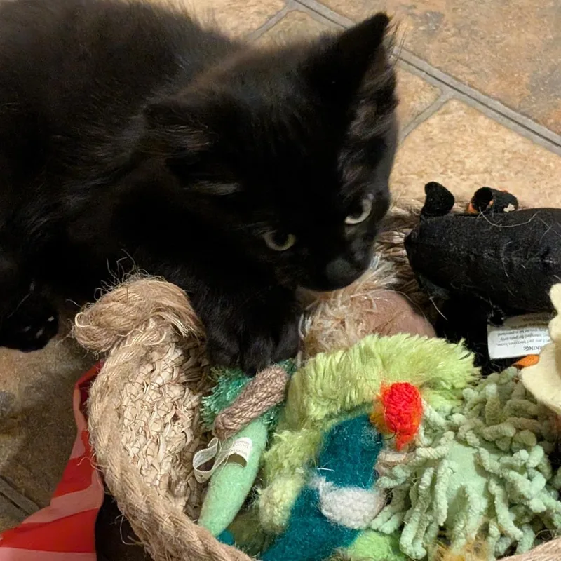 A baby small-sized male Black Domestic Medium Hair cat named Ole C for adoption in Princeton, MN