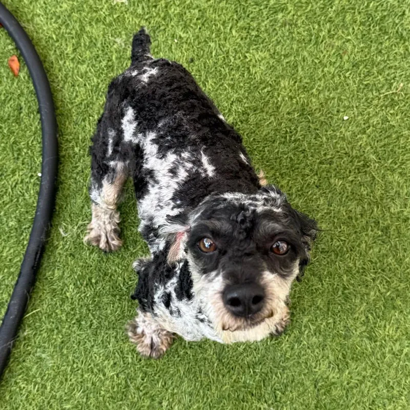 A young small-sized male Cocker Spaniel dog named Finley for adoption in LOXAHATCHEE, FL