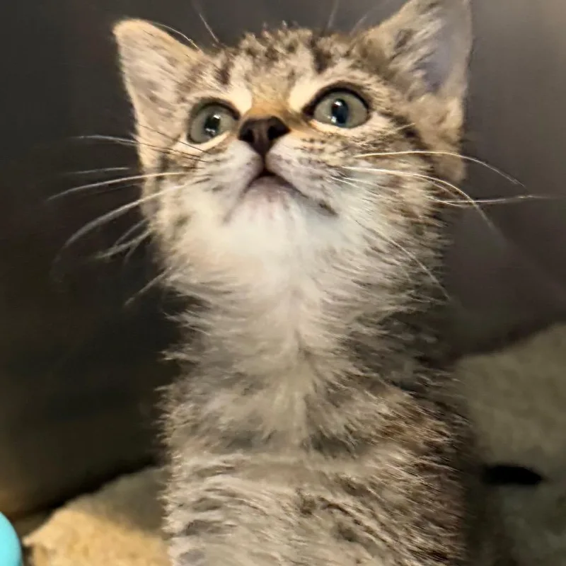 A baby small-sized male Gray / Blue / Silver Domestic Short Hair cat named Nick for adoption in Troy, VA