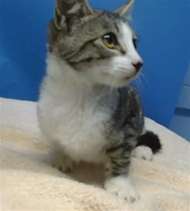 A baby small-sized male Domestic Short Hair cat named A for adoption in Gardena, CA