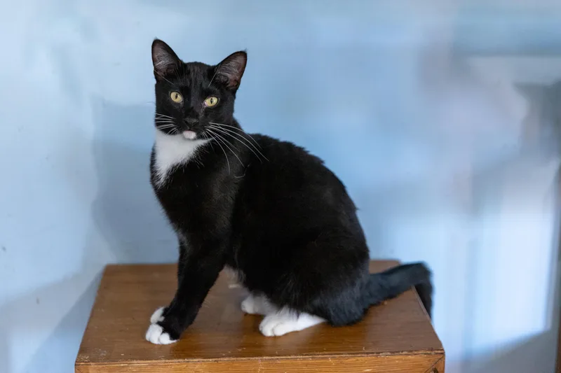 White Socks thumbnail 2