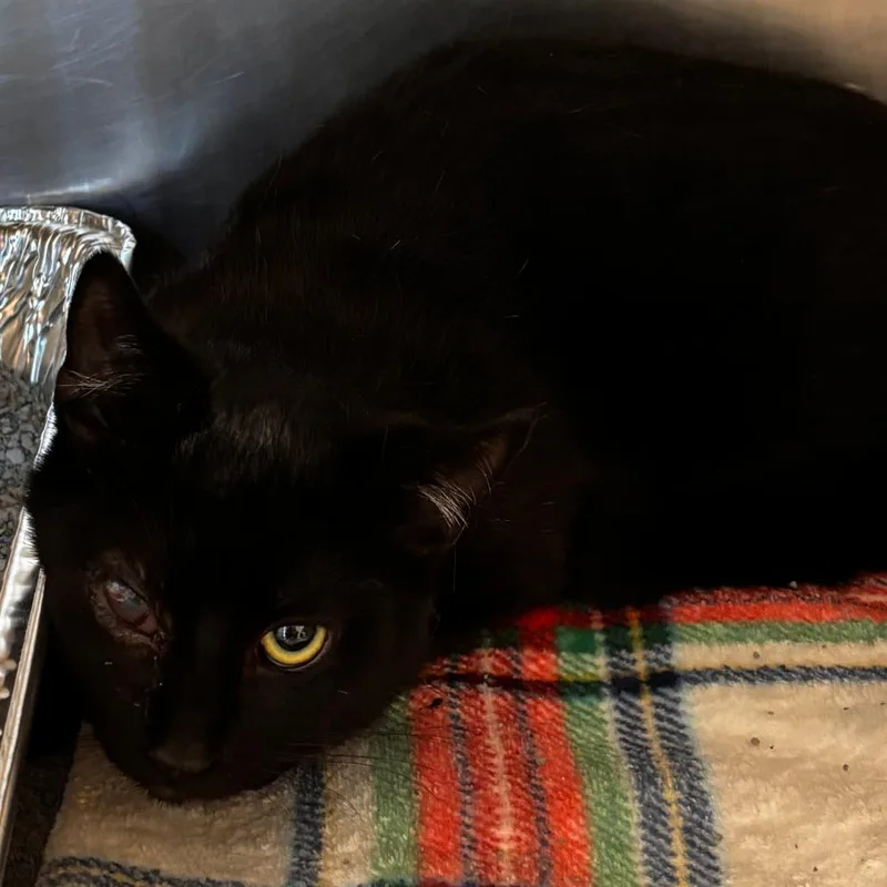 An adult medium-sized male Black Domestic Short Hair cat named Harris for adoption in Matteson, IL