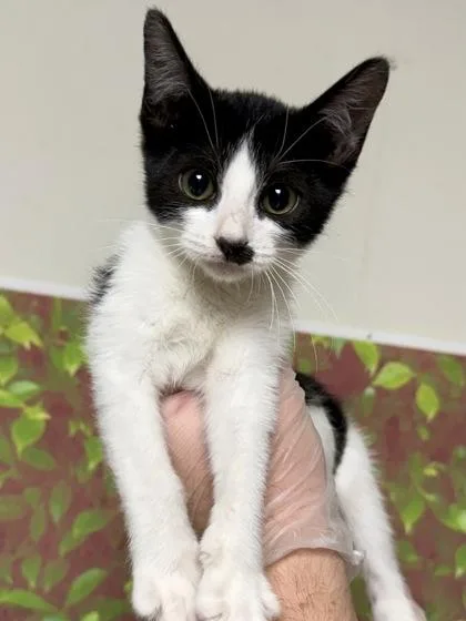 A young small-sized female Domestic Short Hair cat named Medina for adoption in San Antonio, TX