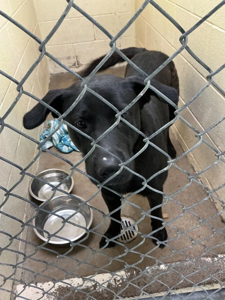 A young large-sized male Labrador Retriever dog named Bane for adoption in Dyersburg, TN