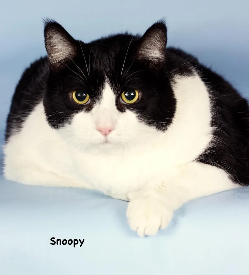 A senior large-sized male Domestic Short Hair cat named Snoopy for adoption in Gilbert, AZ