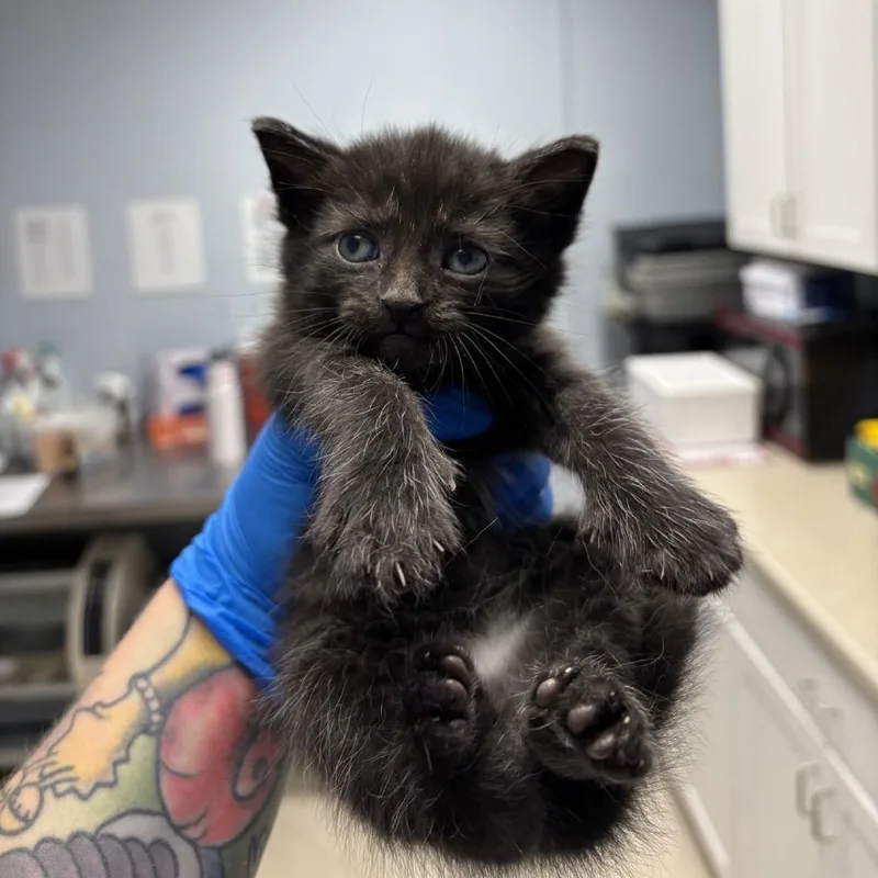A baby small-sized male Black Domestic Short Hair cat named Ryan for adoption in Indianapolis, IN