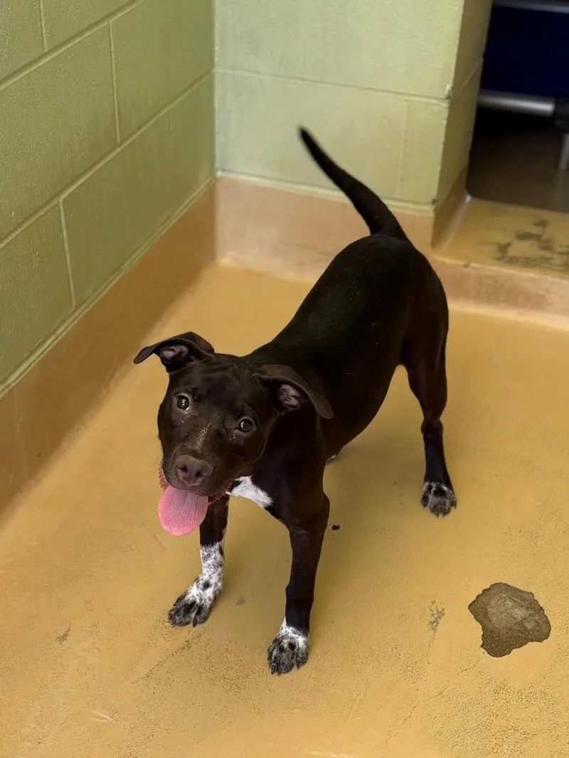 An adult medium-sized female Black Mixed Breed dog named Piper for adoption in Summerdale, AL