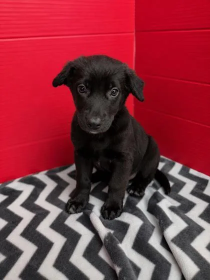 A baby small-sized female Labrador Retriever dog named Bebop for adoption in Houston, TX