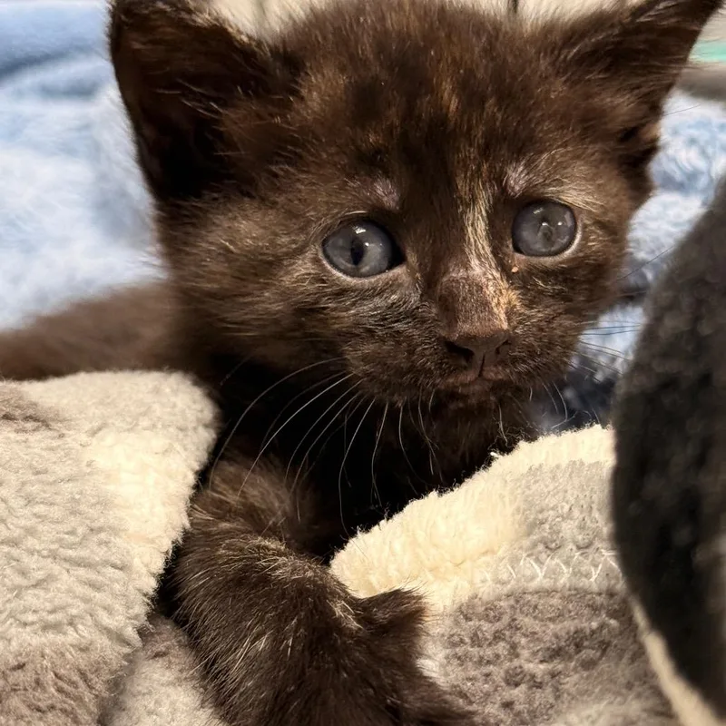 A baby small-sized female Domestic Short Hair cat named Dassela for adoption in Cumming, GA