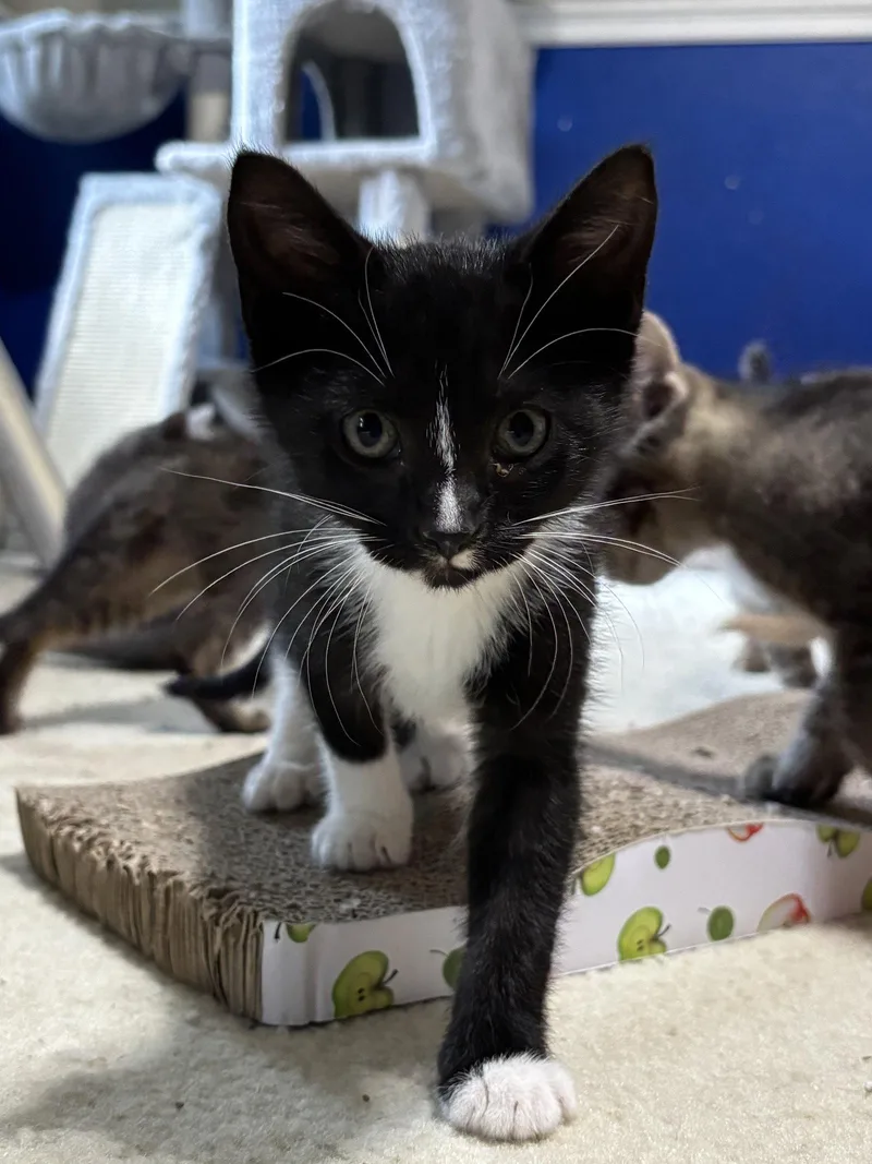 A baby medium-sized female Black & White / Tuxedo Tuxedo cat named Josephine for adoption in MONTGOMERY, TX